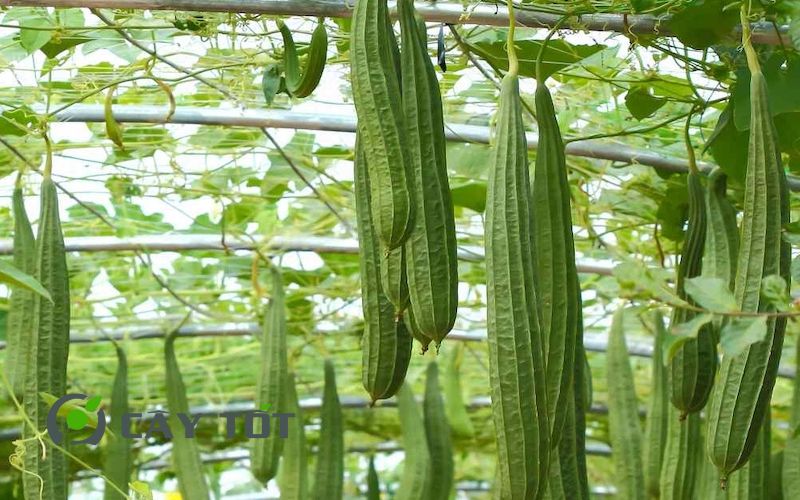 Hạt Giống Mướp Khía