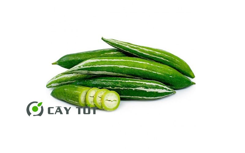 Hạt Giống Mướp Nhật