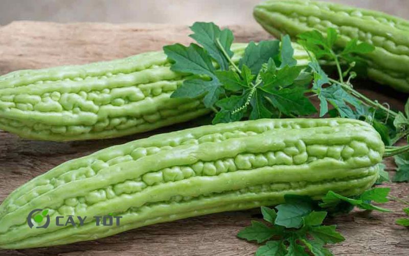 Hạt Giống Khổ Qua