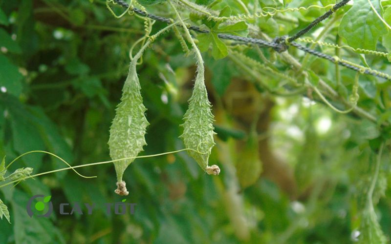 Hạt Giống Khổ Qua Rừng