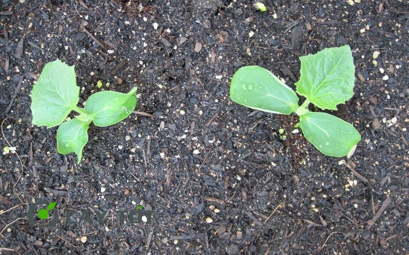 Hạt Giống Đậu Bắp