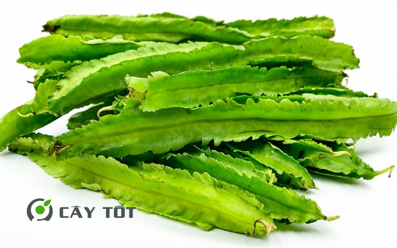 Hạt Giống Đậu Rồng