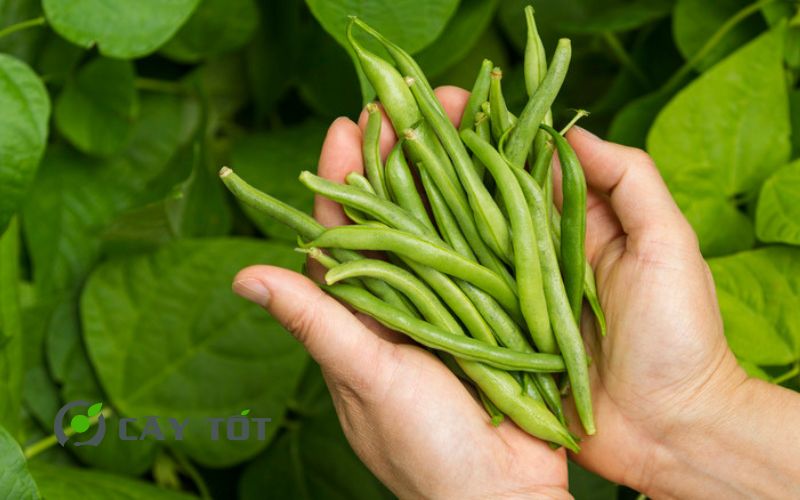 Hạt Giống Đậu Cove Xanh