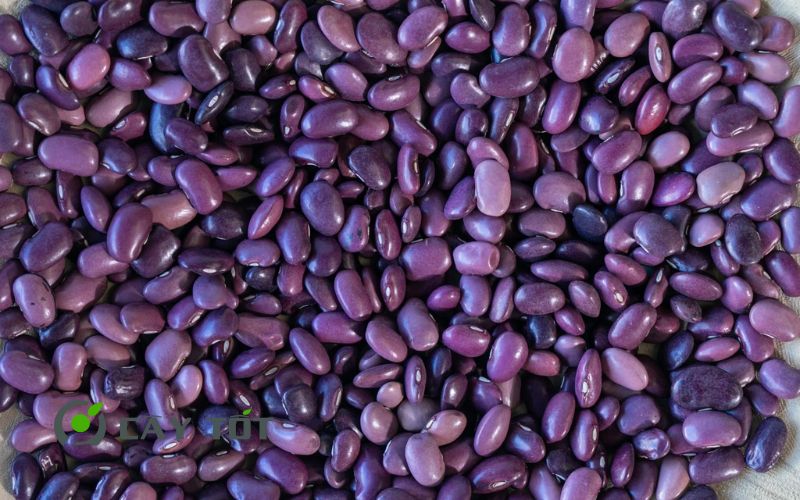 Hạt Giống Đậu Cove Tím