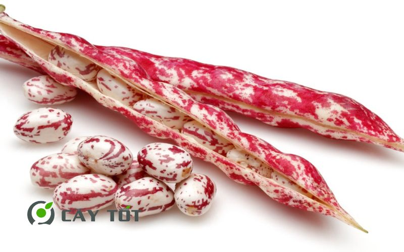 Hạt Giống Đậu Ván