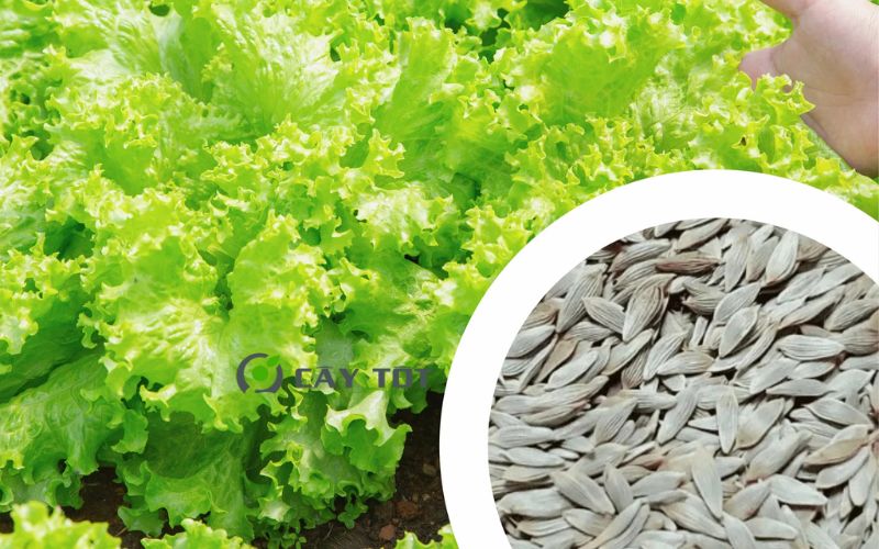 Hạt Giống Xà Lách Mỡ