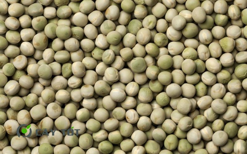 Hạt Giống Đậu Hà Lan Leo