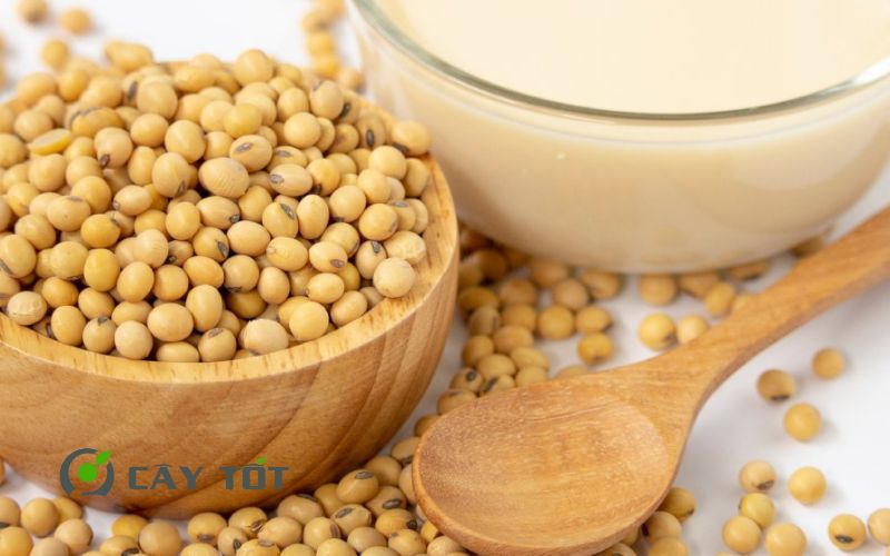 Hạt giống Đậu Nành