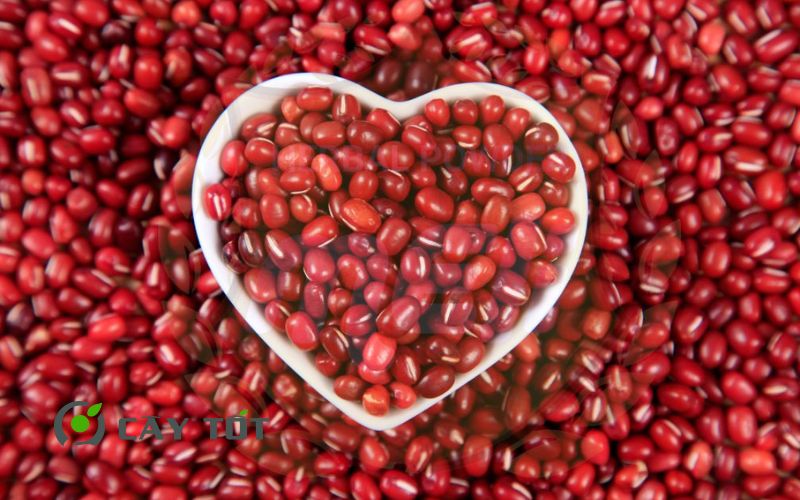Hạt Giống Đậu Đỏ