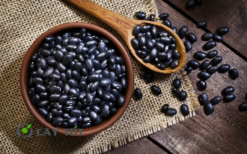 Hạt Giống Đậu Đen