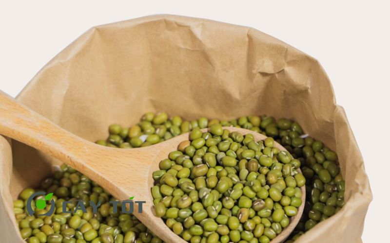 Hạt Giống Đậu Xanh