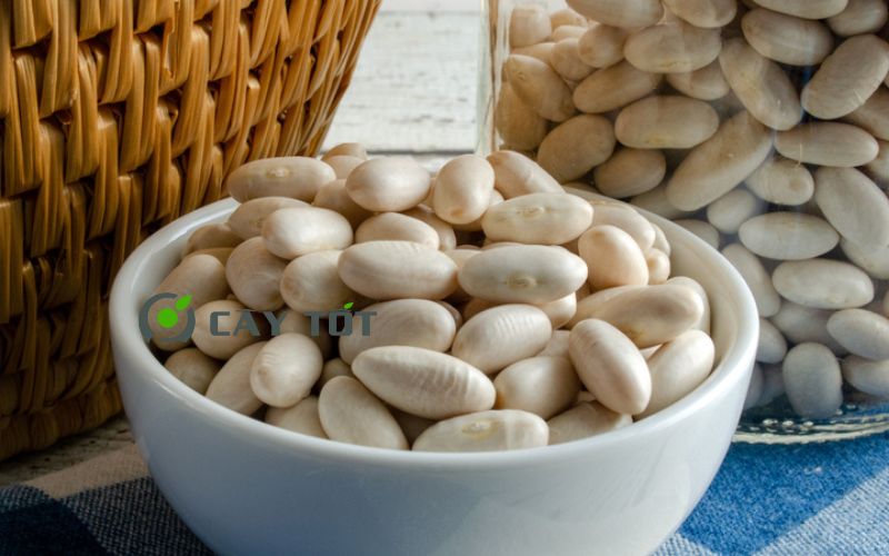 Hạt Giống Đậu Trắng