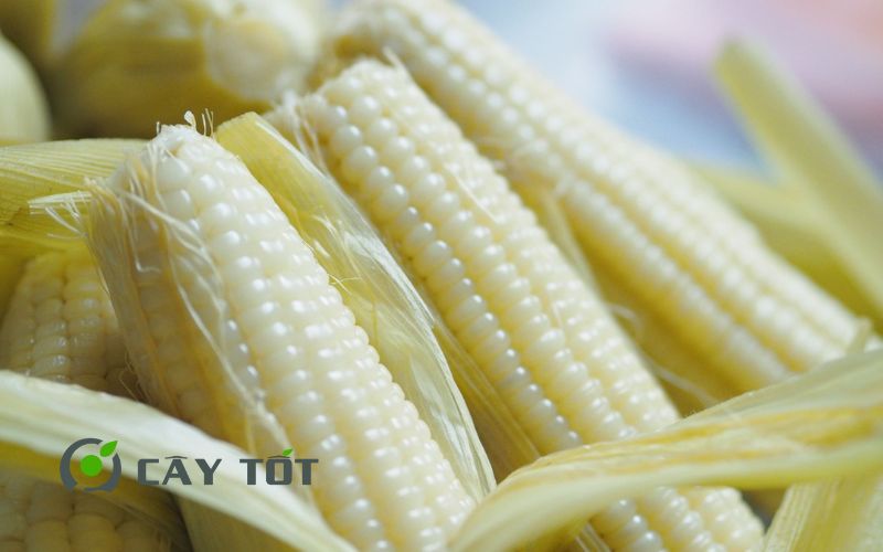 Hạt Giống Ngô Nếp