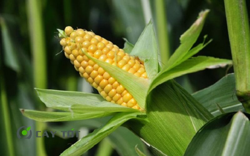 Hạt Giống Ngô Ngọt