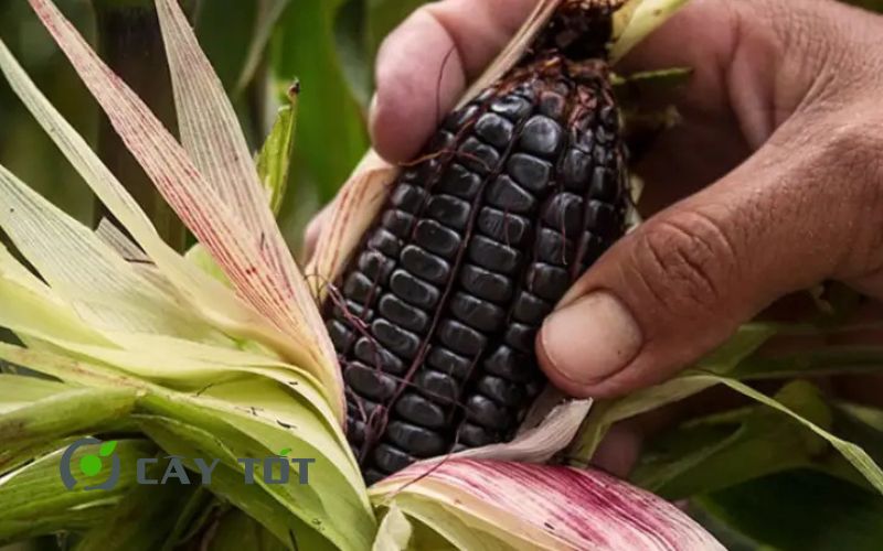 Hạt Giống Ngô Tím