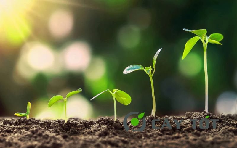 Hạt Giống Cây Trồng