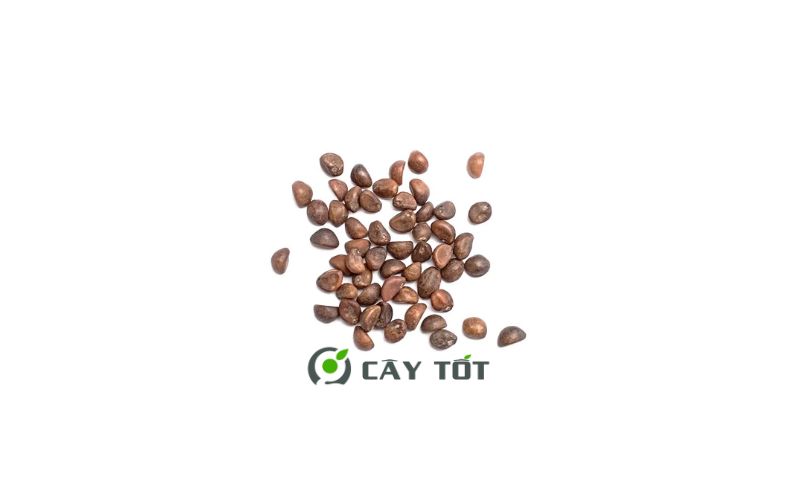 Hạt Giống Rau Muống