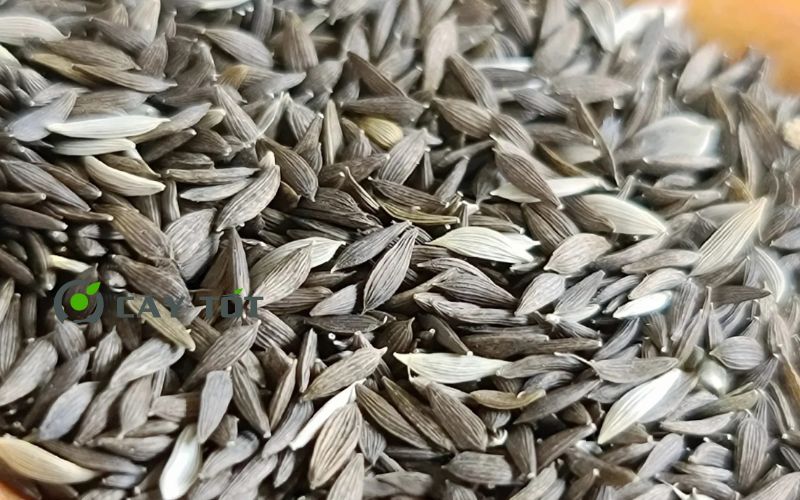 Hạt Giống Xà Lách Búp