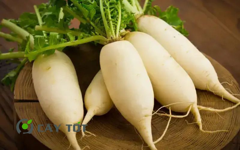 Hạt Giống Củ Cải Trắng