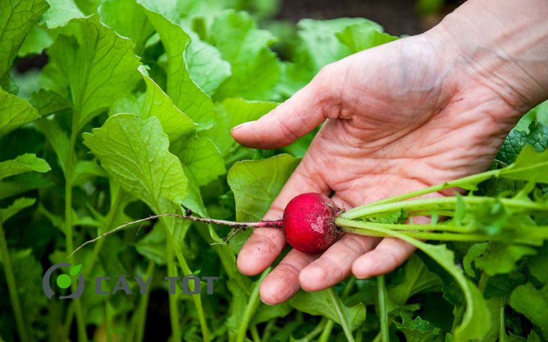 Hạt Giống Củ Cải Đỏ