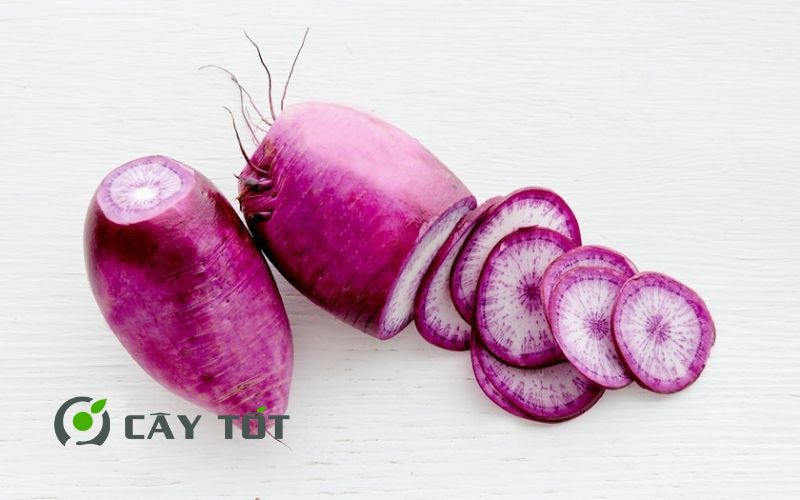 Hạt Giống Củ Cải Tím