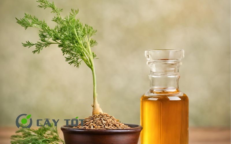 Hạt Giống Cà Rốt