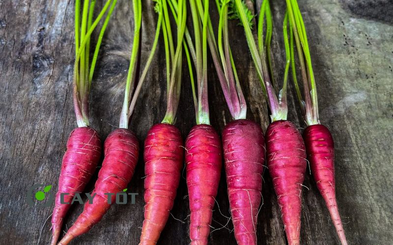 Hạt Giống Cà Rốt Tím
