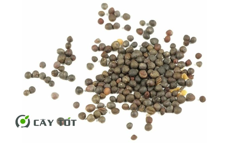 Hạt Giống Su Hào