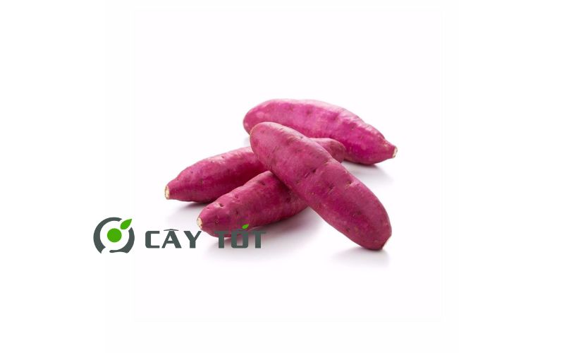 Hạt Giống Khoai Lang Nhật