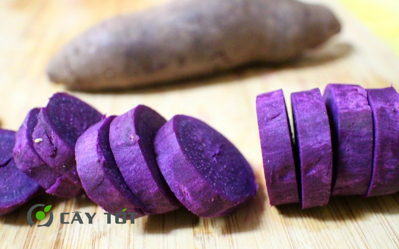 Hạt Giống Khoai Lang Tím