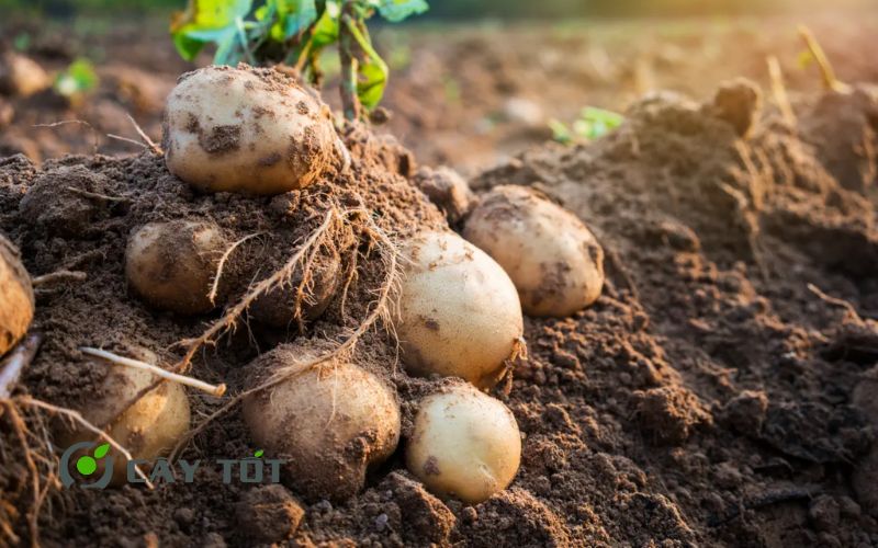 Hạt Giống Khoai Tây