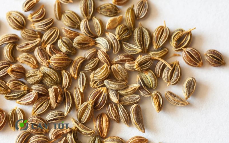 Hạt Giống Rau Mùi Tây