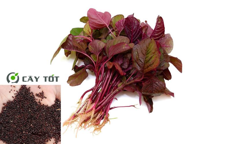 Hạt Giống Rau Dền Đỏ
