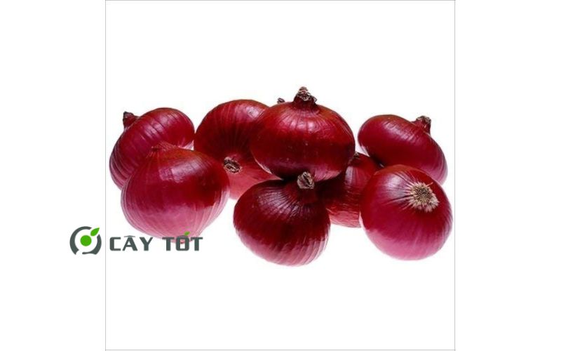 Hạt Giống Hành Tây