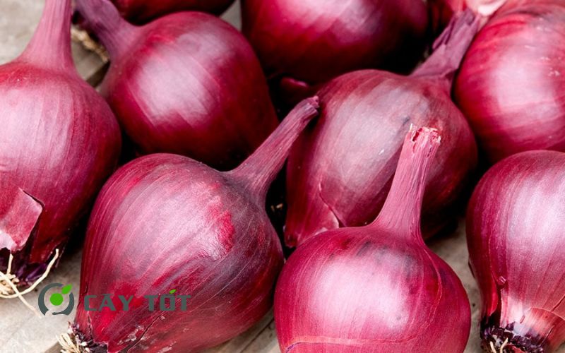 Hạt Giống Hành Tím