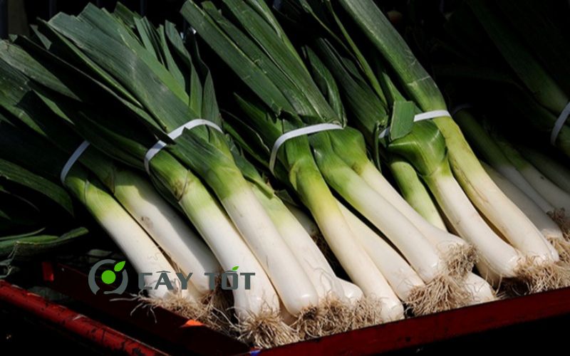 Hạt Giống Hành Baro