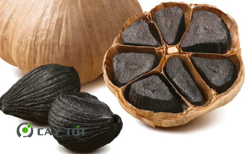 Hạt Giống Tỏi Đen