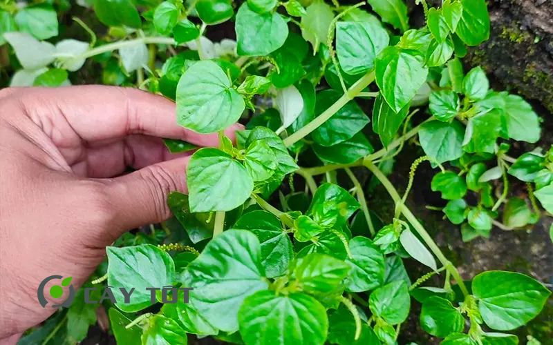 Hạt Giống Rau Càng Tôm