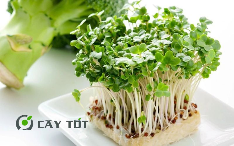 Hạt Giống Cải Mầm