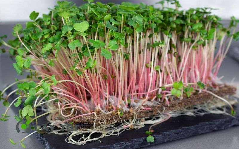 Hạt Giống Rau Mầm Cải Đỏ