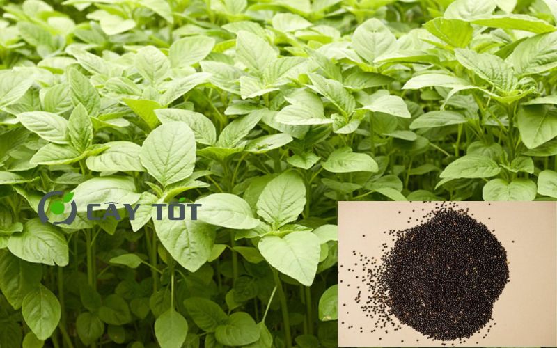 Hạt Giống Rau Dền Xanh