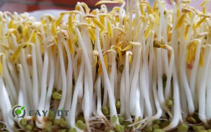 Hạt Giống Rau Mầm Đậu Xanh