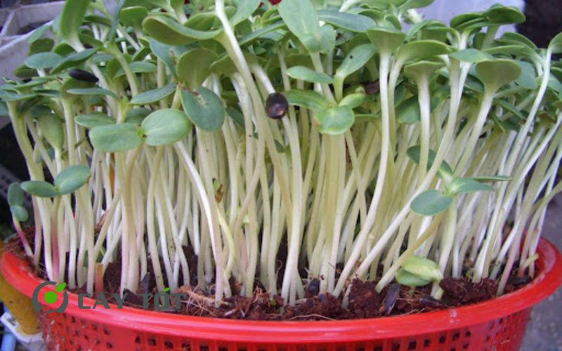 Hạt Giống Rau Mầm Hướng Dương