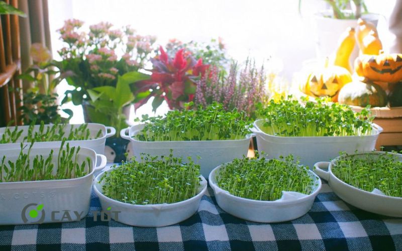 Hạt Giống Rau Mầm Cải Bẹ