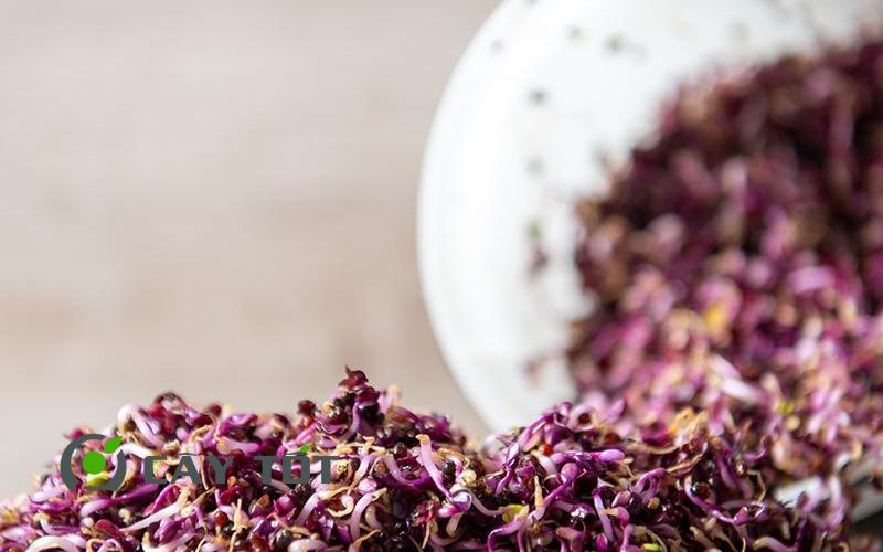 Hạt giống Rau Mầm Bắp Cải Tím