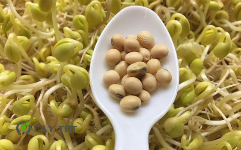 Hạt Giống Rau Mầm Đậu Nành