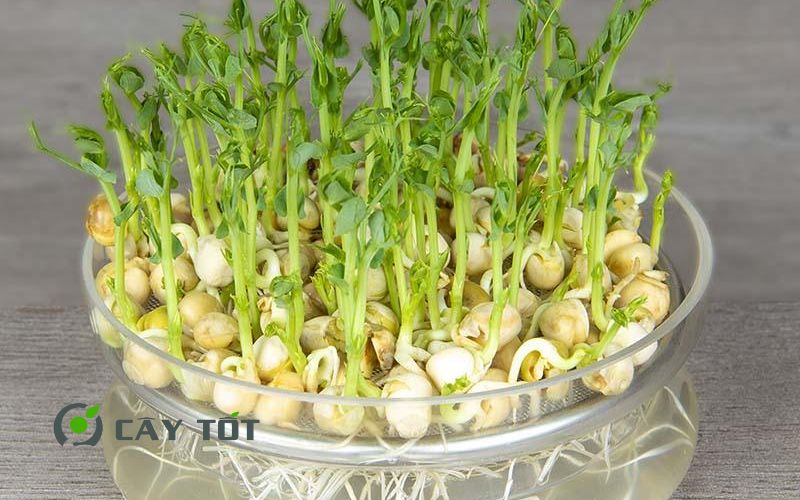 Hạt Giống Rau Mầm Đậu Hà Lan
