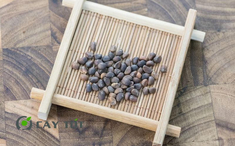 Hạt giống Rau Mầm Rau Muống