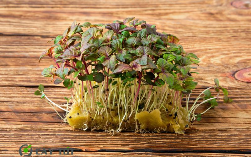 Hạt Giống Rau Mầm Tía Tô
