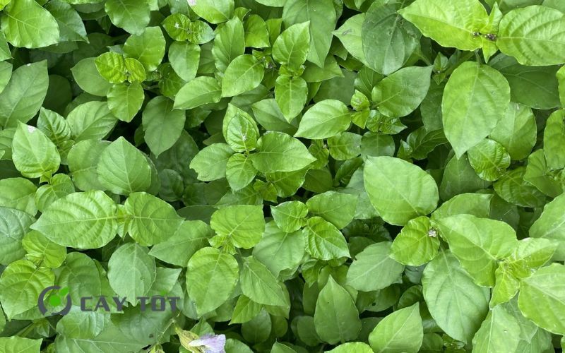 Hạt Giống Rau Ngót Nhật